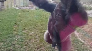 Ένα Κοριτσάκι Χτύπησε το Στήθος του μπροστά από έναν Γορίλα! Αυτό που ακολούθησε Τρομακτικό! (Βίντεο)