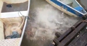 Ταΐζοντας πεινασμένα πιράνχας στη Βραζιλία (Βίντεο)