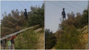 Κατσίκα πιάστηκε από τα κέρατα σε καλώδια της ΔΕΗ! (Video)