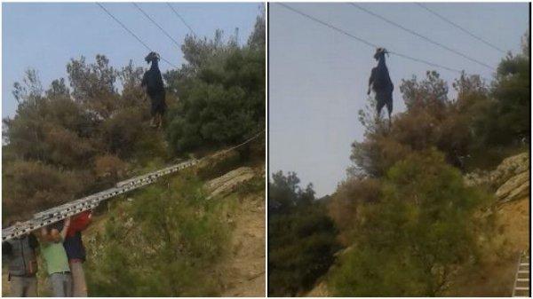 Κατσίκα πιάστηκε από τα κέρατα σε καλώδια της ΔΕΗ! (Video)