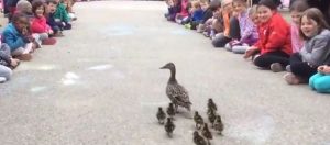 Τα παπάκια από το Νηπιαγωγείο στη λίμνη! (Video)