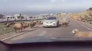 Να γιατί δεν πρέπει ΠΟΤΕ να διακόπτεις μια μάχη μεταξύ κριαριών (Βίντεο)