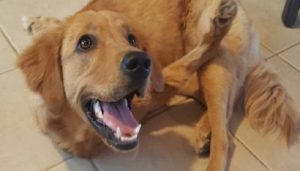 Η Rexi γεννήθηκε με τα μπροστινα της πόδια ανάποδα. Όμως,η οικογένειά της αρνήθηκε να την εγκαταλείψει!