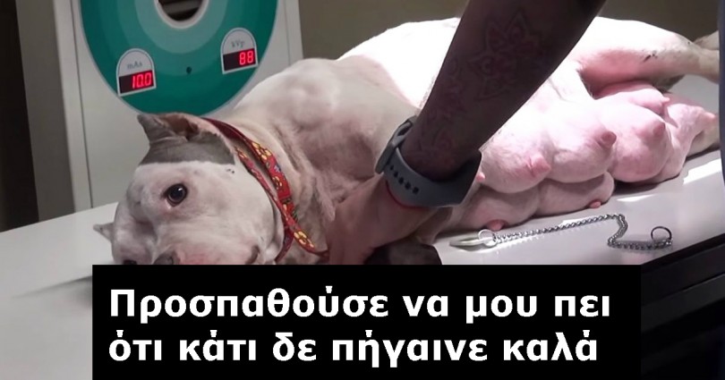 Θήλασε τα νεογέννητα κουταβάκια της και αμέσως κατέρρευσε. Τότε οι γιατροί συνειδητοποίησαν ότι κάτι πολύ περίεργο είχε συμβεί…