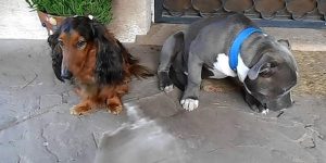 Ένοχο pitbull προσπαθεί να κρυφτεί πίσω από τον πιο μικρόσωμο φίλο του (Video)