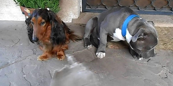 Ένοχο pitbull προσπαθεί να κρυφτεί πίσω από τον πιο μικρόσωμο φίλο του (Video)