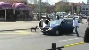 Επικό!! Ποτέ ΜΗΝ εκνευρίζετε έναν σκύλο με την κόρνα! (Video)