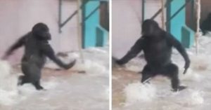 Αυτός ο γορίλας νόμιζε πως κανείς δεν τον έβλεπε – έτσι έκανε KATI που κανείς δεν πίστευε ότι θα μπορούσε!