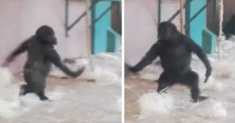 Αυτός ο γορίλας νόμιζε πως κανείς δεν τον έβλεπε – έτσι έκανε KATI που κανείς δεν πίστευε ότι θα μπορούσε!