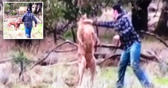 Άντρας ρίχνει μπουνιά σε καγκουρό για να σώσει τον σκύλο του.