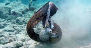 Σμέρνα εναντίον χταποδιού σε μια μάχη με μια απροσδόκητη κατάληξη.
