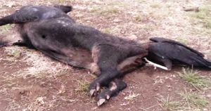 Γύπας κόλλησε στα οπίσθια ενός νεκρού γουρουνιού και το γεύμα του μετατράπηκε σε εφιάλτη.