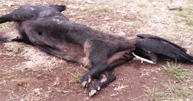 Γύπας κόλλησε στα οπίσθια ενός νεκρού γουρουνιού και το γεύμα του μετατράπηκε σε εφιάλτη.