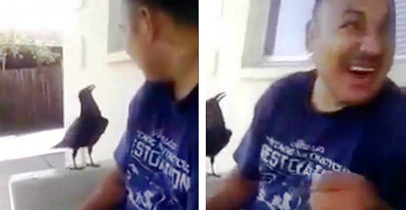 Ένα Κοράκι ήρθε και έκατσε δίπλα του. Μόλις δείτε ΠΩΣ Αντέδρασε όταν το Χαιρέτησε, θα σας πέσει το Σαγόνι!