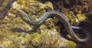 Θα πάθετε σοκ: Τεράστιο χταπόδι σκοτώνει σμέρνα μετά από μάχη (video)