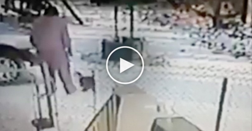 Βρήκε μια γάτα στην αυλή της και την κλώτσησε στο κεφάλι. Δείτε την εκδίκηση της ατρόμητης γάτας και θα σοκαριστείτε!