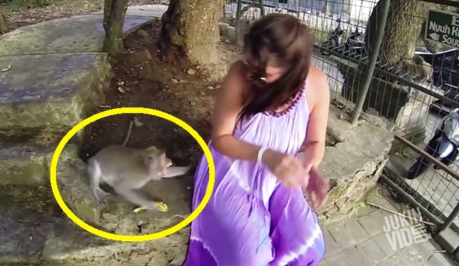 Όταν τα βάζεις με τα «θηρία» αυτά πεθαίνεις (Video)