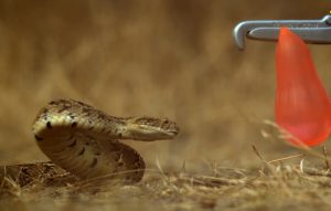 Δείτε το δάγκωμα της οχιάς σε αργή κίνηση! (Video)