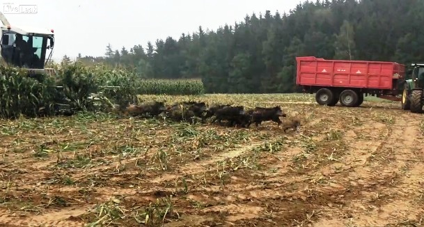 Κρύβεται μια έκπληξη ανάμεσα στα χόρτα μπροστά από την θεριζοαλωνιστική μηχανή. Την ώρα των εργασιών πετάχτηκαν μέσα από τα χόρτα ολόκληρο χωριό αγριόχοιρων