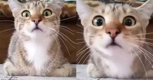 Γάτα βλέπει προσηλωμένη θρίλερ και οι αντιδράσεις της είναι τρομερές  (Βίντεο)