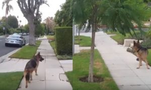 Σκύλος φρικάρει μόλις καταλαβαίνει ότι το αφεντικό του δεν βρίσκεται πια από πίσω του