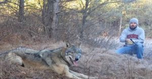 Η αποστολή ενός άντρα να ελευθερώσει έναν λύκο τον έβαλε σε επικίνδυνη κατάσταση, αλλά ο ίδιος ήταν πρόθυμος να βρεθεί σε αυτή