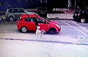 Θεσσαλονίκη: Εγκατέλειψε τον σκύλο της αλλά την κατέγραψε η κάμερα ασφαλείας (Βίντεο)