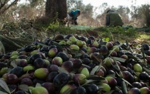 Μάζεμα ελιάς: Αυτή είναι η έξυπνη πατέντα που θα σας γλιτώσει από ταλαιπωρία