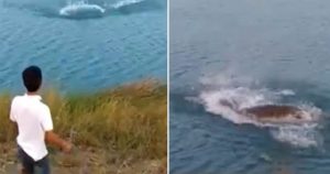 Άντρας έριξε κουτάβι σε λίμνη γεμάτη με κροκόδειλους