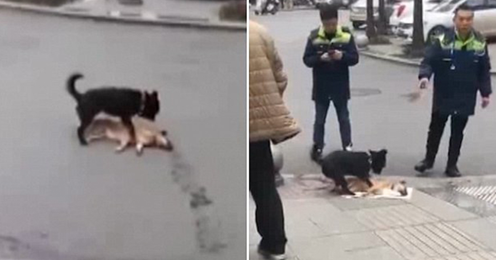 Πιστός σκύλος προσπαθεί να ξυπνήσει τον νεκρό φίλο του σε πολυσύχναστο δρόμο
