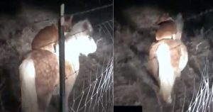 Σκύλος καβαλάει άλογο και πηγαίνει βόλτα μέσα στην νύχτα