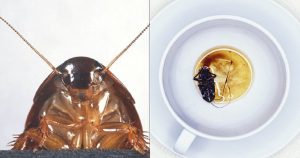 Το γάλα κατσαρίδας είναι η νέα υπερτροφή, λένε οι επιστήμονες