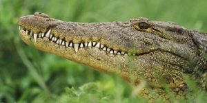 Κροκόδειλος έφαγε ιερέα κατά την διάρκεια βάφτισης