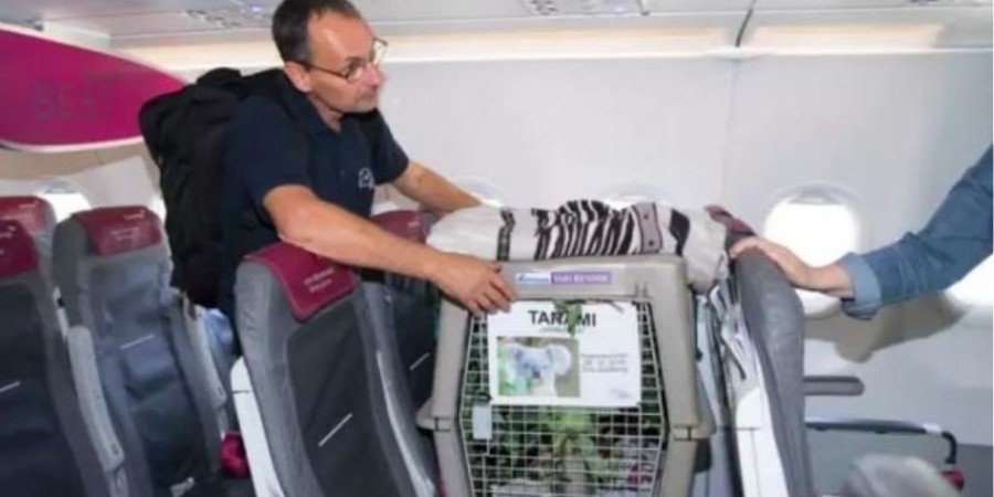 Βρετανία: Κοάλα μεταξύ των επιβατών σε πτήση για τη Σκωτία