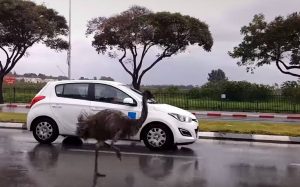 Όταν τα ζώα δραπετεύουν