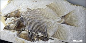 Ανακαλύφθηκε ένα αρχαίο είδος πιράνχα -Ζούσε πριν 152 εκατ. χρόνια