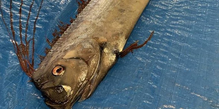 Υπό το φόβο ενός μεγάλου σεισμού λόγω αυτού του ψαριού (pics)