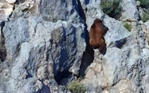 Η αρκούδα… αναρριχητής