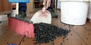 Μυγο-αποκάλυψη: Εκατομμύρια μύγες σε χωριό της Ρωσίας