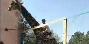 Μεθυσμένος αποφάσισε να «ιππεύσει» καμηλοπάρδαλη και το πλήρωσε ακριβά!