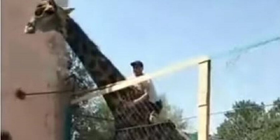 Μεθυσμένος αποφάσισε να «ιππεύσει» καμηλοπάρδαλη και το πλήρωσε ακριβά!