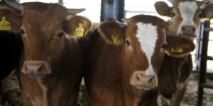 ΗΠΑ:Αγελάδες που παρασύρθηκαν από τυφώνα βρέθηκαν ζωντανές σε ερημονήσι