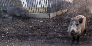 Απίστευτο περιστατικό: Αγριογούρουνα «ρούφηξαν» κοκαΐνη αξίας 19.800 ευρώ