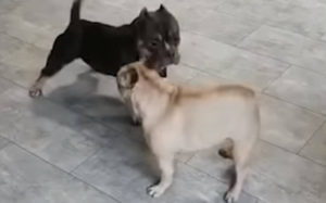 Κατοικίδια… πειραχτήρια