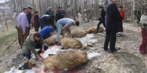 Τουρκία: Έσφαξαν 180 αρνιά ως θυσία στον Αλλάχ για να σταματήσει τον κορωνοϊό