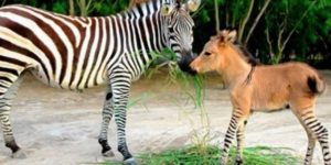 Zonkey: Γεννήθηκε διασταύρωση ζέβρας και γαϊδουριού στην Κένυα