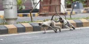 Πίθηκοι έκλεψαν δείγματα αίματος ασθενών με κορωνοϊό και τα ήπιαν