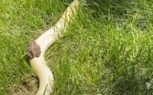 Βάτραχος χρησιμοποιεί φίδι… για να τον μεταφέρει
