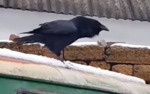 Το κοράκι που… μιμείται σκύλο