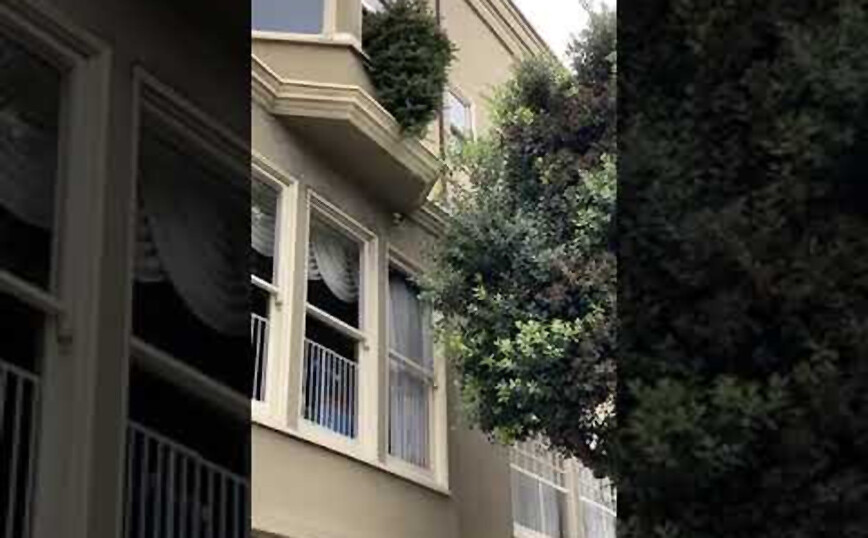 Η πιο τέλεια… προσγείωση δέντρου που έχεις δει